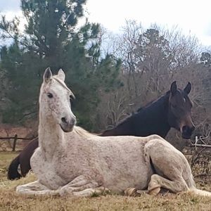 Meet your Posher, Suzanne